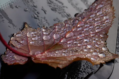 This macro photograph captures a close-up view of a red leaf covered in water droplets, resting on a reflective surface in the morning during autumn. The details of the leaf's veins and the numerous droplets are prominent, while the reflection enhances the texture and depth of the image, contributing to the still life composition. The seasonal context is highlighted by the reddish-brown tones of the leaf typical of autumn, and the morning light softly illuminates the water droplets, adding clarity and definition to the macro subject.
